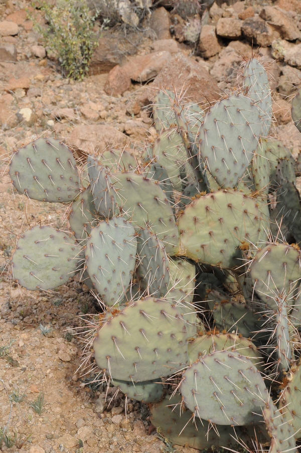 Image of Opuntia engelmannii specimen.