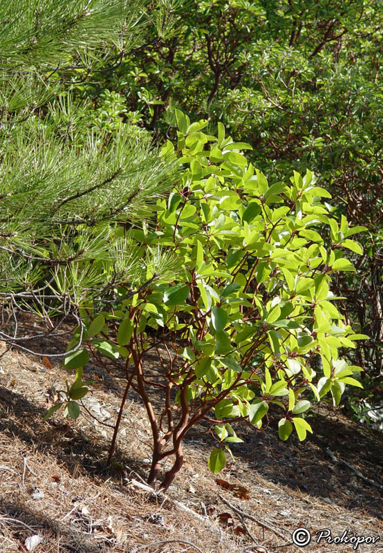 Изображение особи Arbutus andrachne.