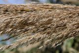 Arundo donax