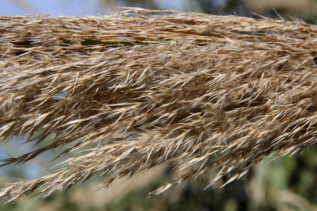 Изображение особи Arundo donax.