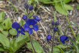 Veronica grandiflora