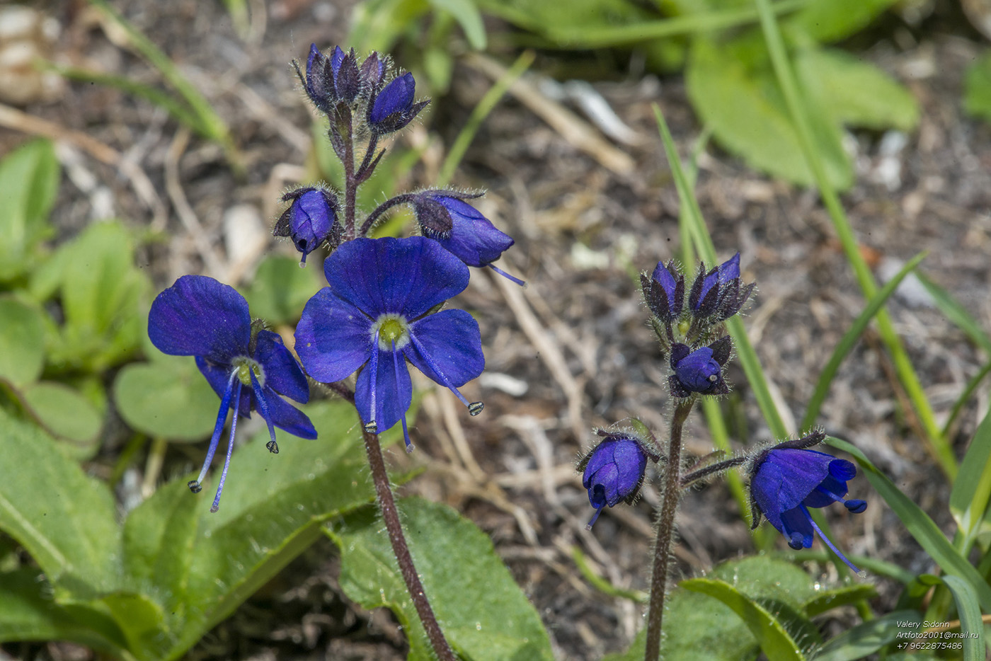 Image of Veronica grandiflora specimen.