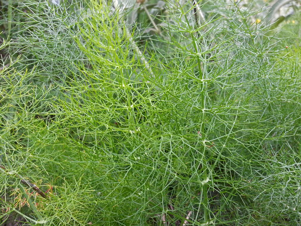 Image of Foeniculum vulgare specimen.