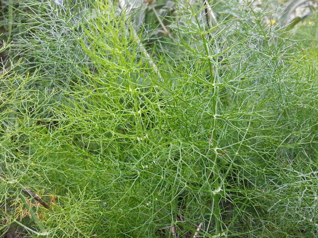 Image of Foeniculum vulgare specimen.