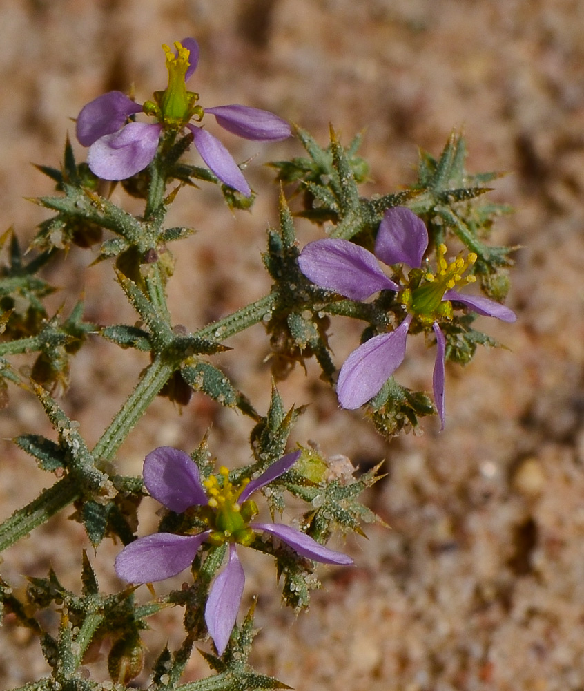 Image of Fagonia glutinosa specimen.