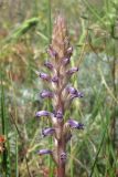 Orobanche cumana. Соцветие. Крым, Севастополь, нарушенная петрофитная степь в р-не бух. Камышовая. 30.04.2014.