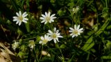 Stellaria holostea. Цветки. Чувашия, окр. г. Шумерля, вырубка за Низким полем. 22.05.2014.