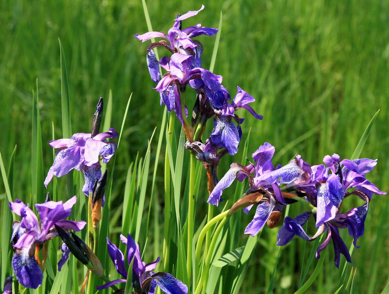 Image of Iris sibirica specimen.