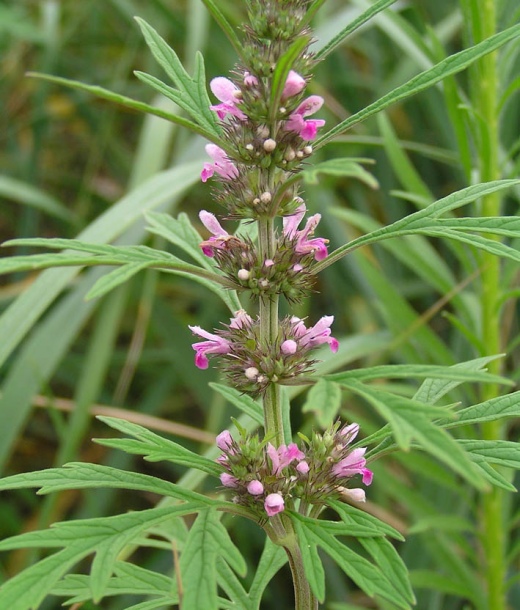 Image of Leonurus japonicus specimen.