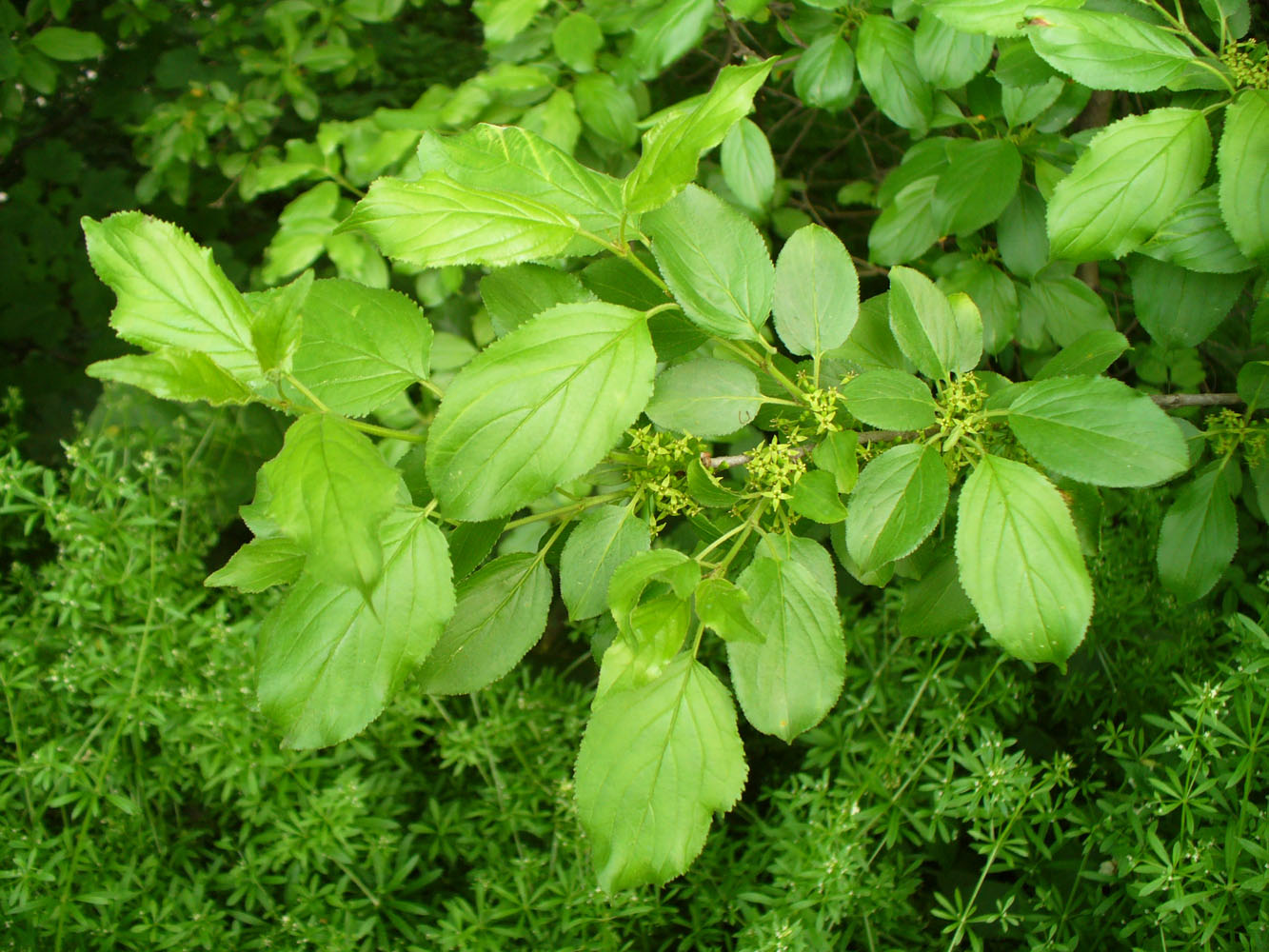 Изображение особи Rhamnus cathartica.