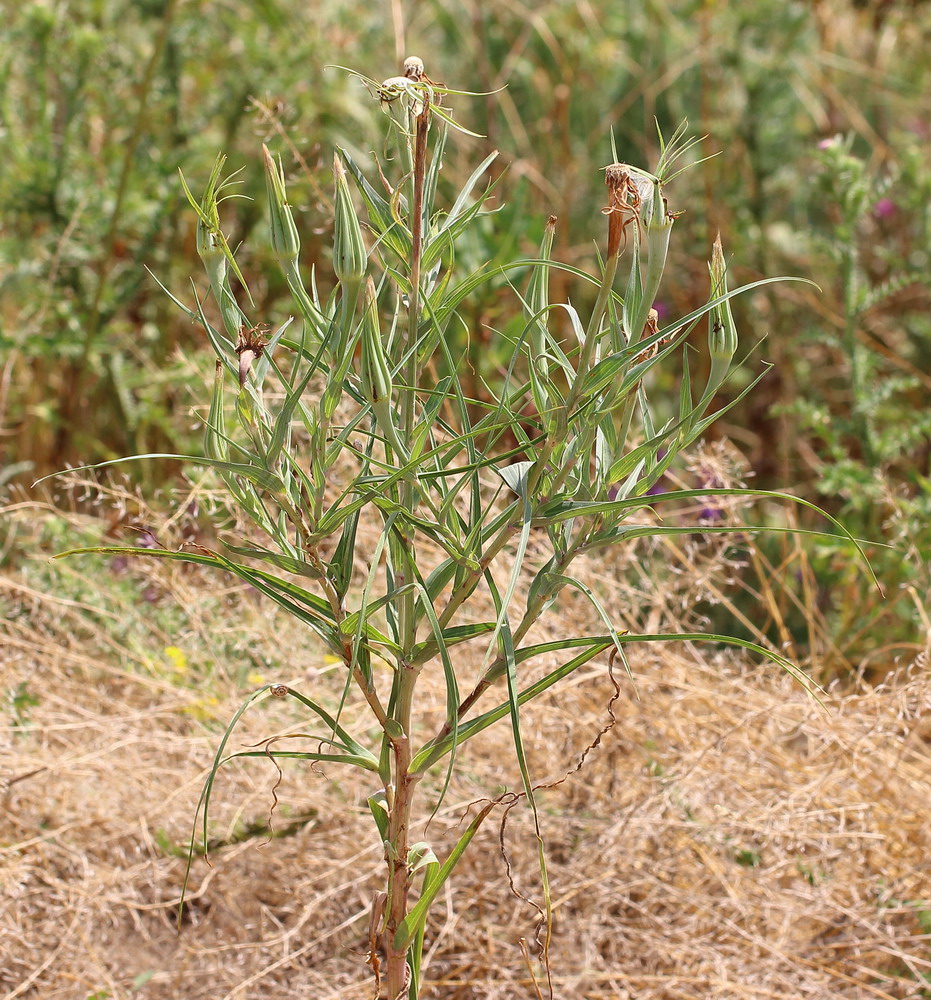 Изображение особи Tragopogon dubius.