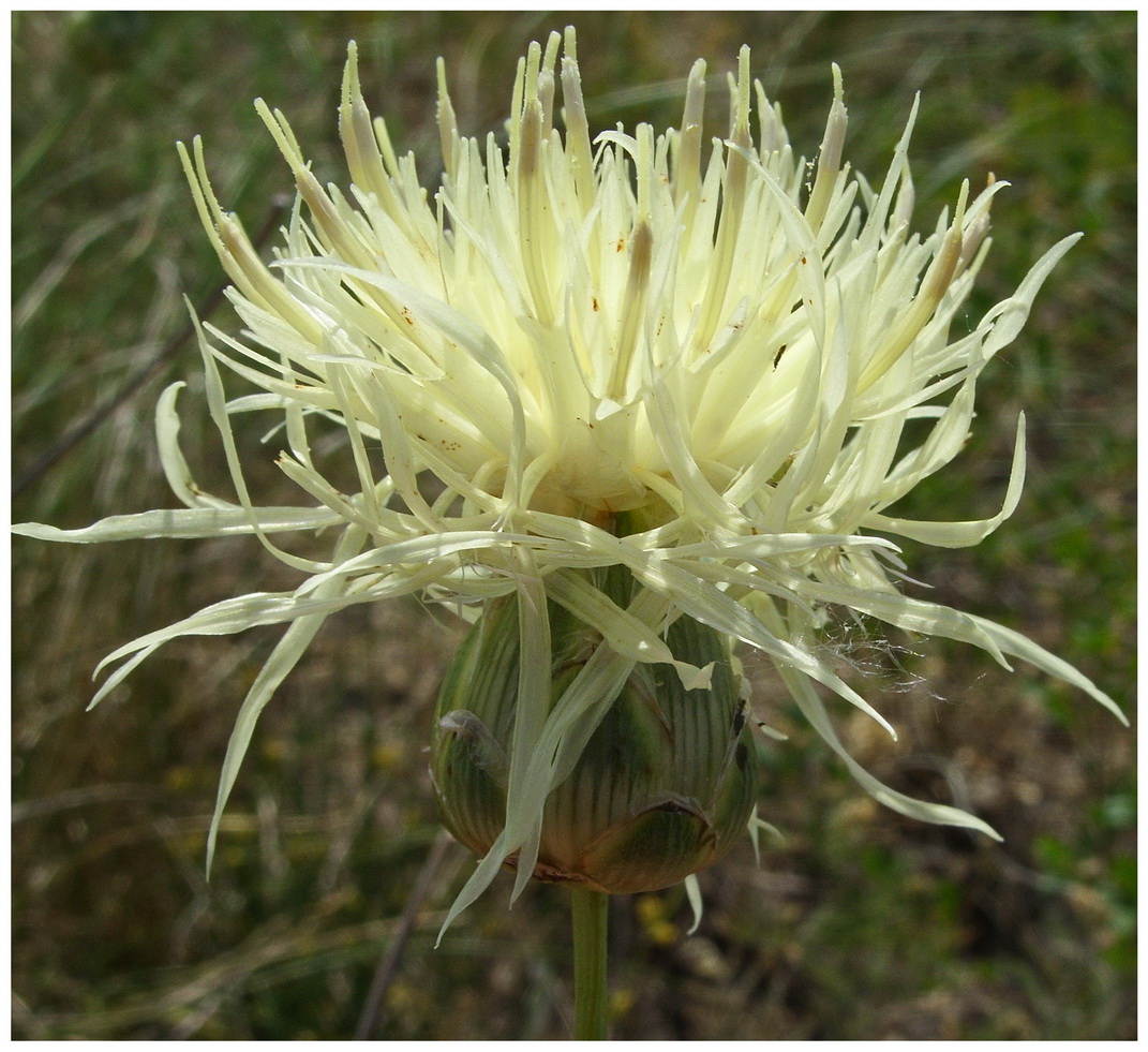 Image of Rhaponticoides kasakorum specimen.