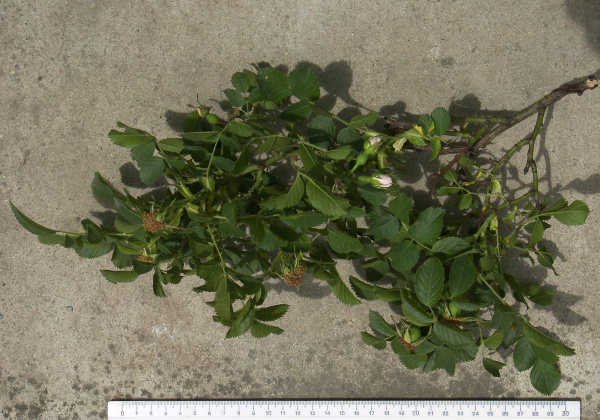 Image of Rosa balsamica specimen.