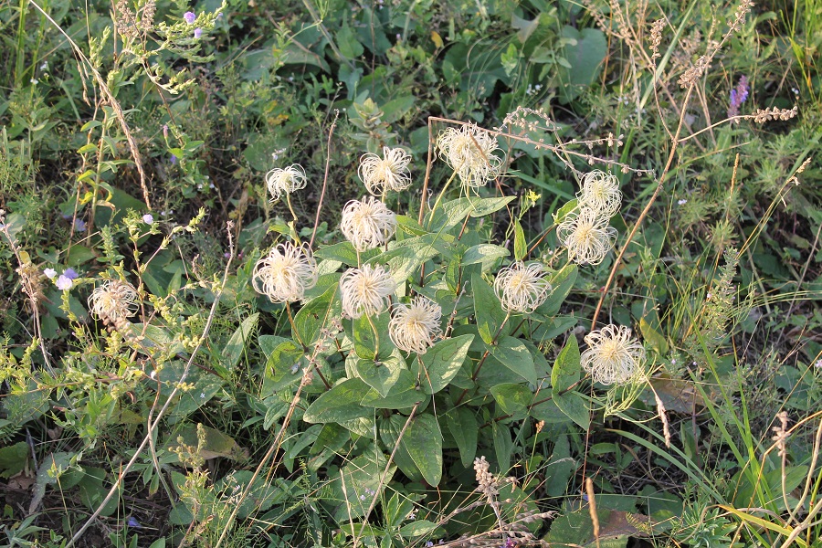 Image of Clematis integrifolia specimen.