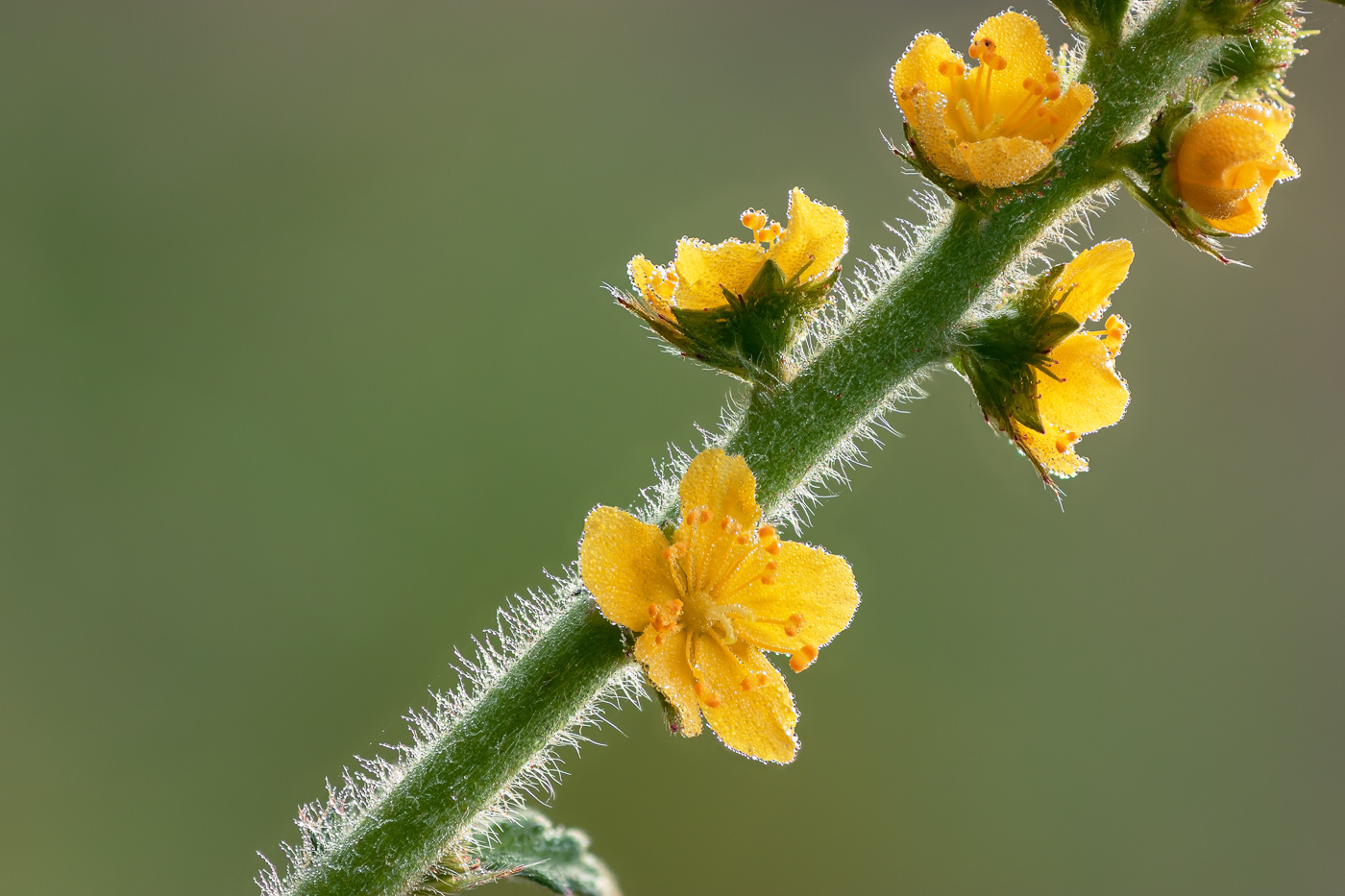 Изображение особи Agrimonia asiatica.