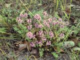 Thymus serpyllum