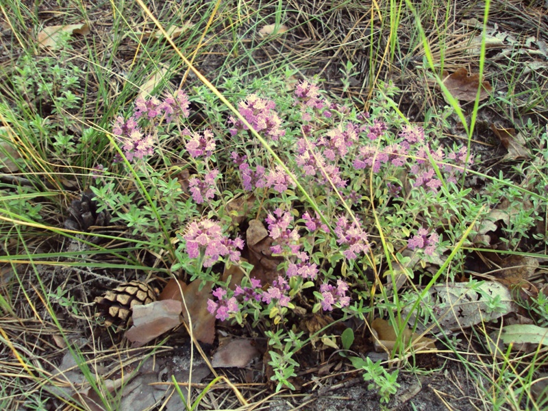 Изображение особи Thymus serpyllum.