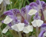 Scutellaria alpina