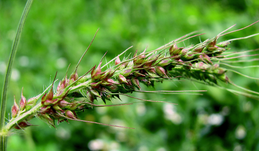 Изображение особи Echinochloa crus-galli.