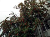 Sorbus aucuparia. Кроны обильно плодоносящих деревьев. Мурманская обл., пгт Росляково, палисадник. 12.09.2014.