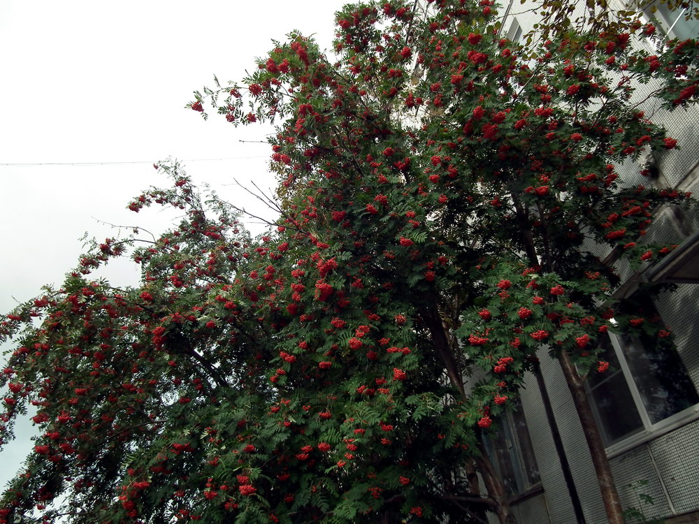 Изображение особи Sorbus aucuparia.