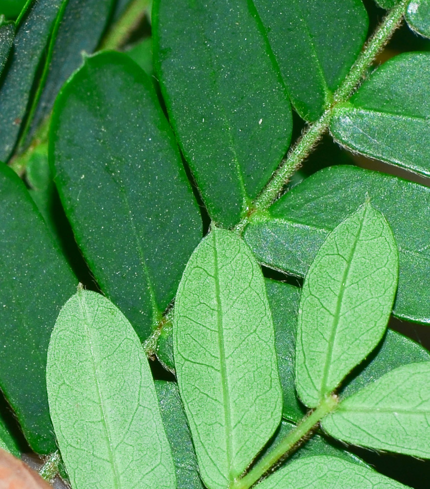 Image of Peltophorum dubium specimen.