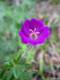 Geranium sanguineum. Цветок. Крымский природный заповедник, Бабуган-Яйла. 18.07.2009.