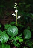 Pyrola rotundifolia. Цветущее растение. Московская обл., Истринский р-н, Павловская слобода. 19.06.2007.