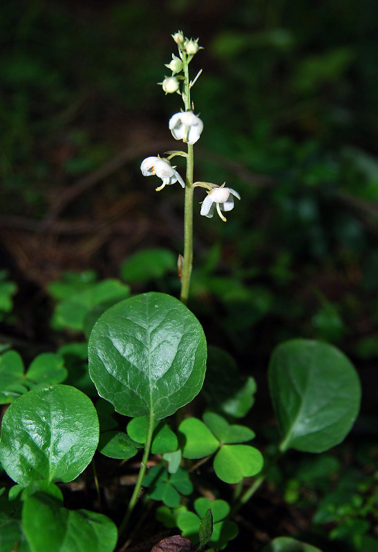 Image of Pyrola rotundifolia specimen.