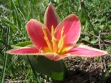 genus Tulipa. Цветущее растение. Южный Казахстан, Таласский Алатау, запов. Аксу-Жабаглы, ущ. Кши-Каинды, выс. 1800 м н.у.м. 21 апреля 2013 г.