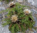 Carlina подвид caulescens