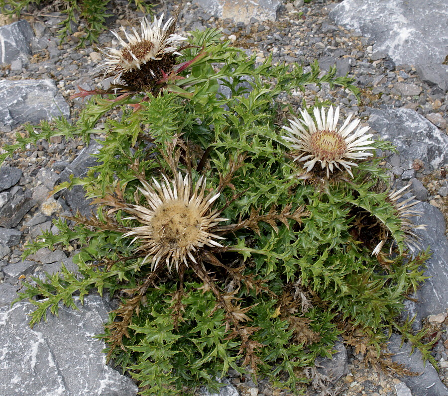 Image of Carlina acaulis ssp. caulescens specimen.