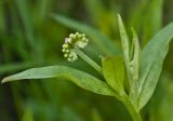 Myosotis palustris