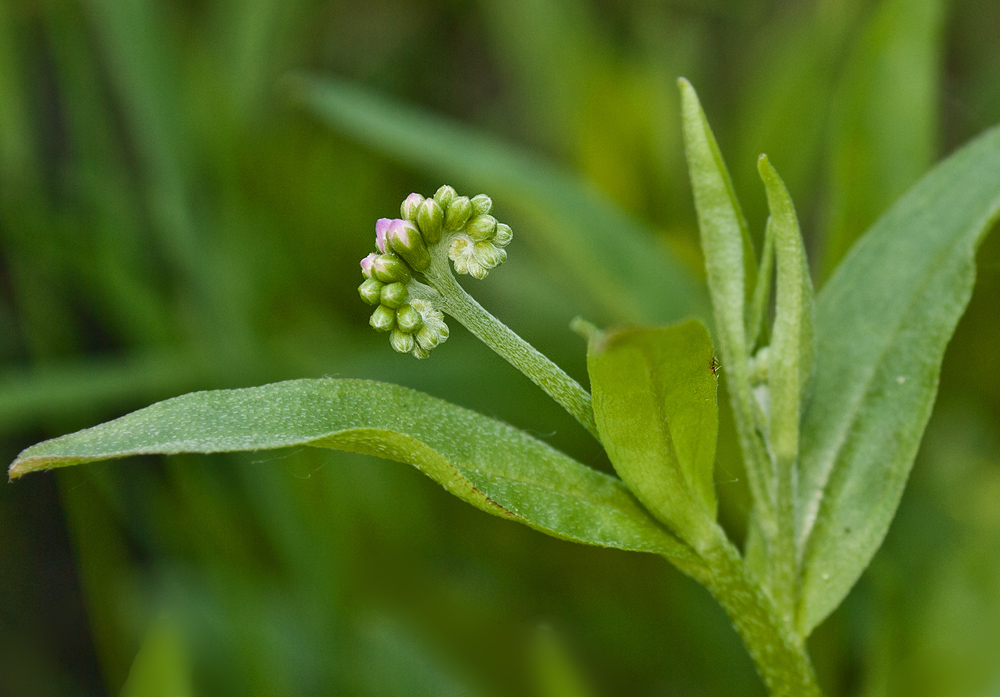 Изображение особи Myosotis palustris.