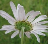 Chrysanthemum zawadskii. Соцветие (вид со стороны обёртки). Томская обл., окр. г. Томск. 08.08.2009.