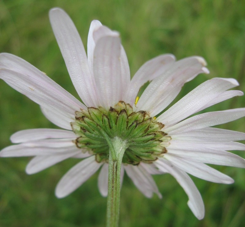 Изображение особи Chrysanthemum zawadskii.