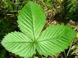 Fragaria moschata. Лист (верхняя сторона). Томская обл., окр. г. Томск. 08.07.2009.