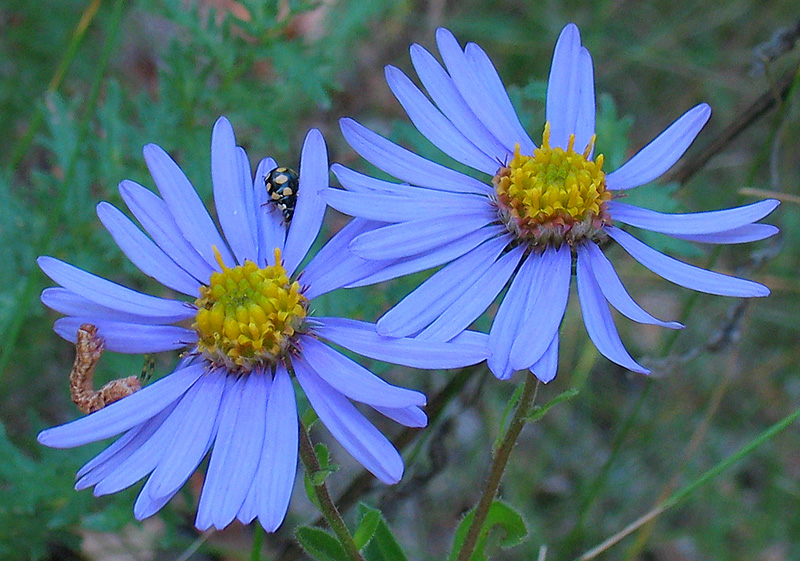 Изображение особи Aster amellus.