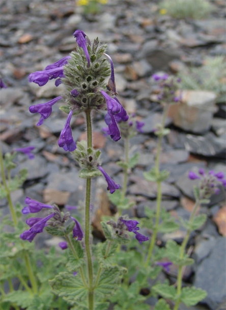 Image of Nepeta supina specimen.