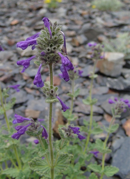 Изображение особи Nepeta supina.