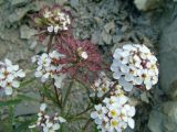 Iberis simplex