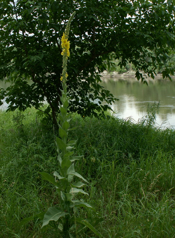 Изображение особи Verbascum densiflorum.