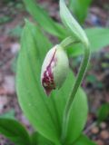 Cypripedium guttatum. Бутон. Иркутская обл., г. Бодайбо, крутой берег р. Бодайбинки, светлый берёзовый лес. 12.06.2008.