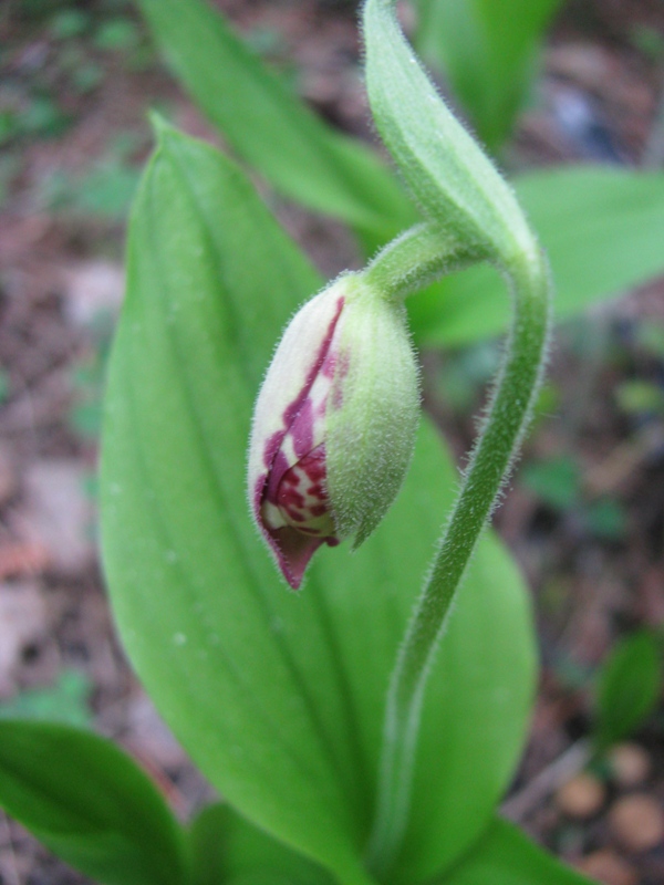 Изображение особи Cypripedium guttatum.