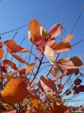 Cotinus coggygria