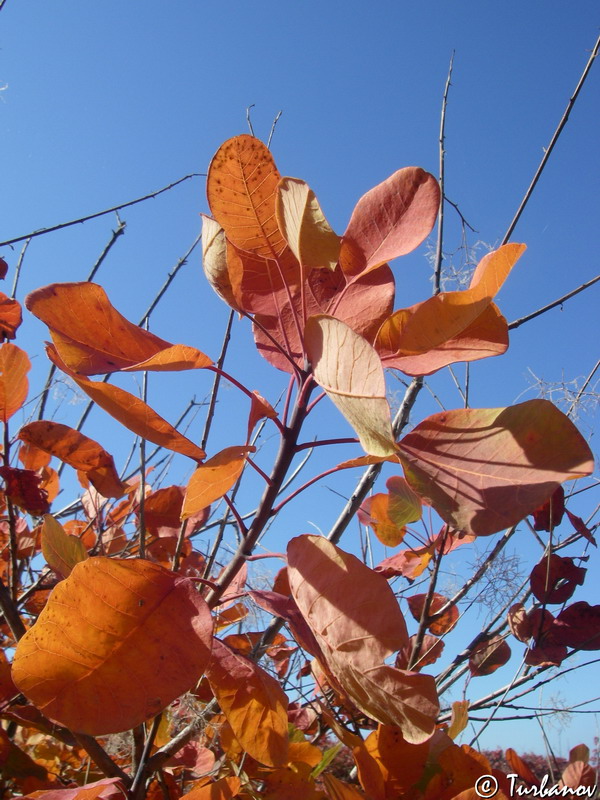 Image of Cotinus coggygria specimen.