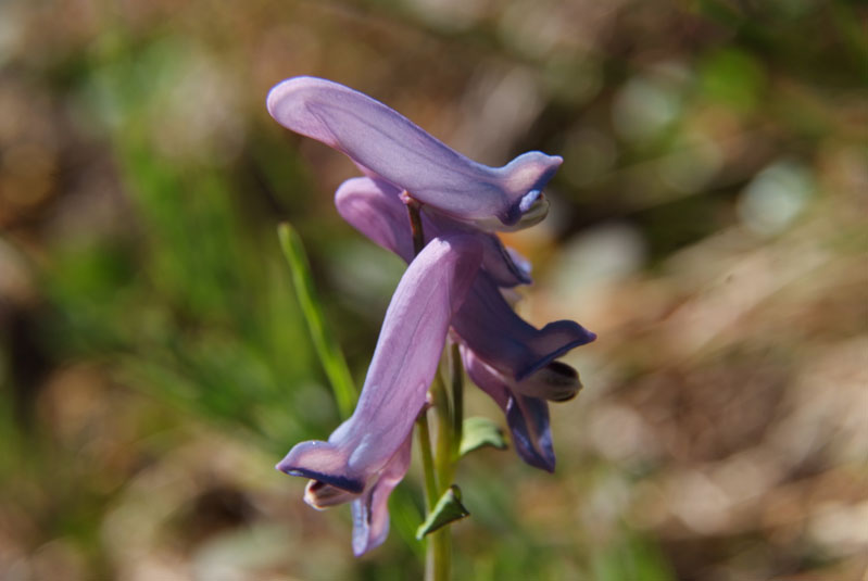 Image of Corydalis arctica specimen.