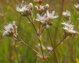 Gypsophila volgensis