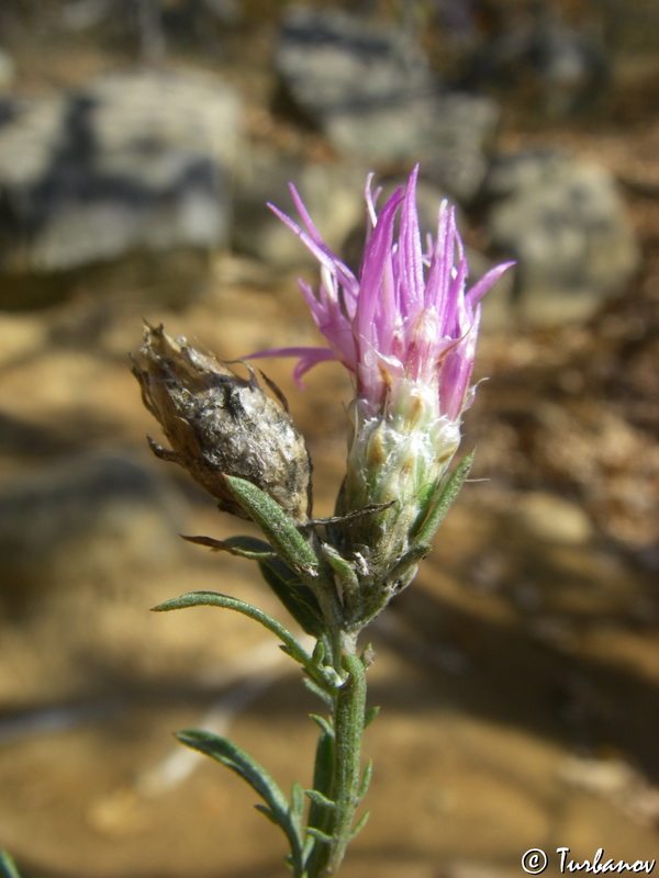 Изображение особи Centaurea stankovii.