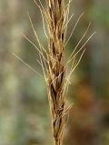 Elymus excelsus